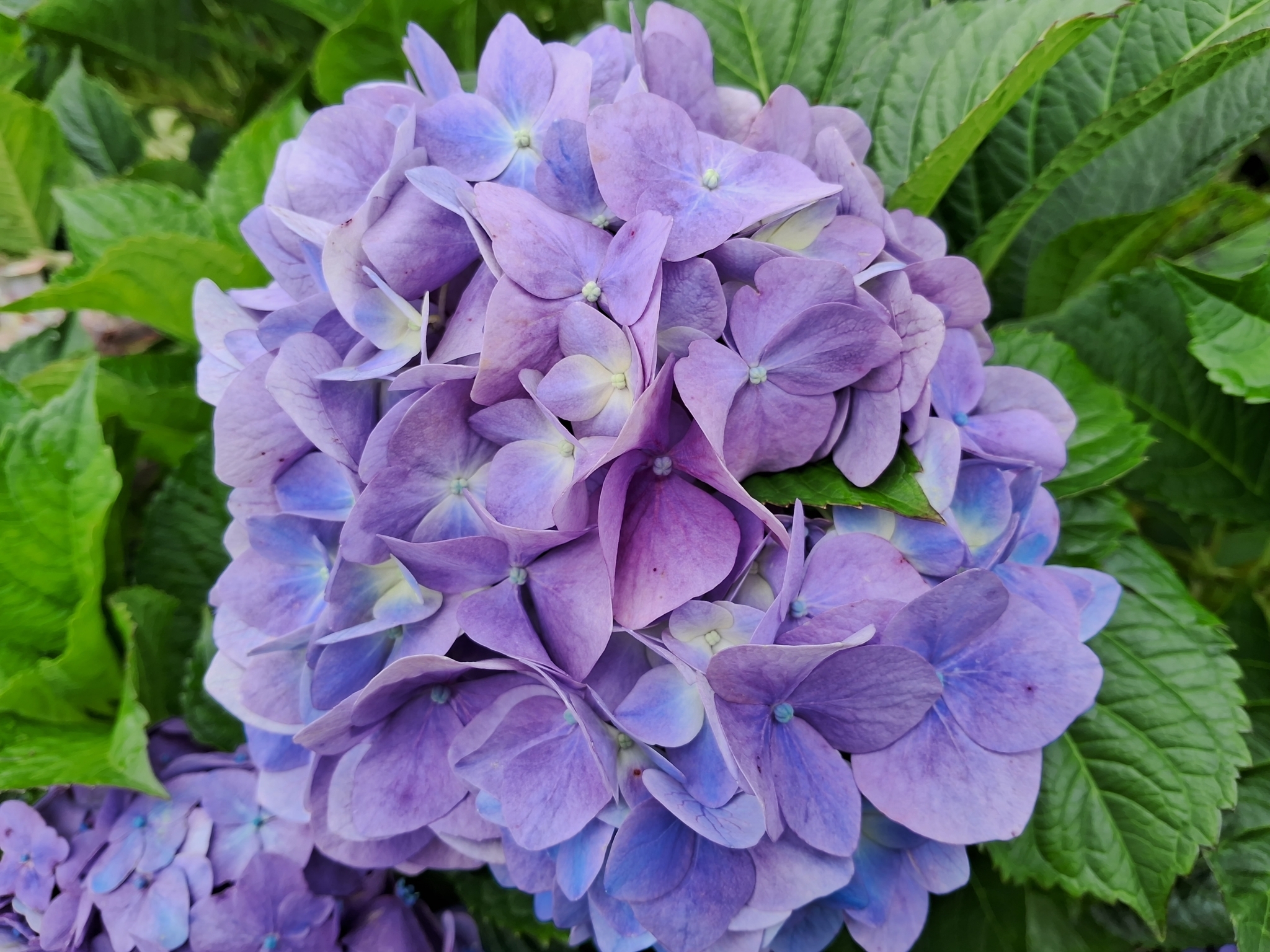 Imagem de Hortênsia