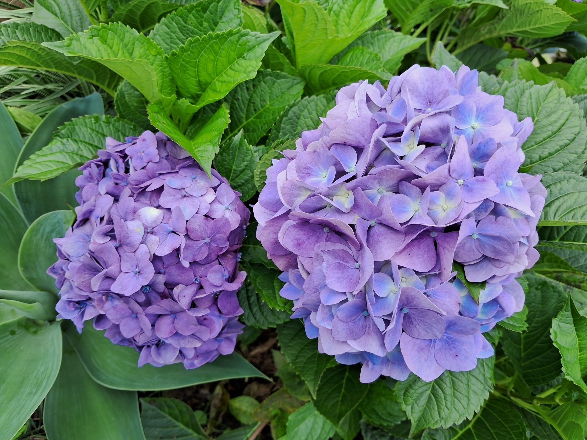 Imagem de Hortênsia