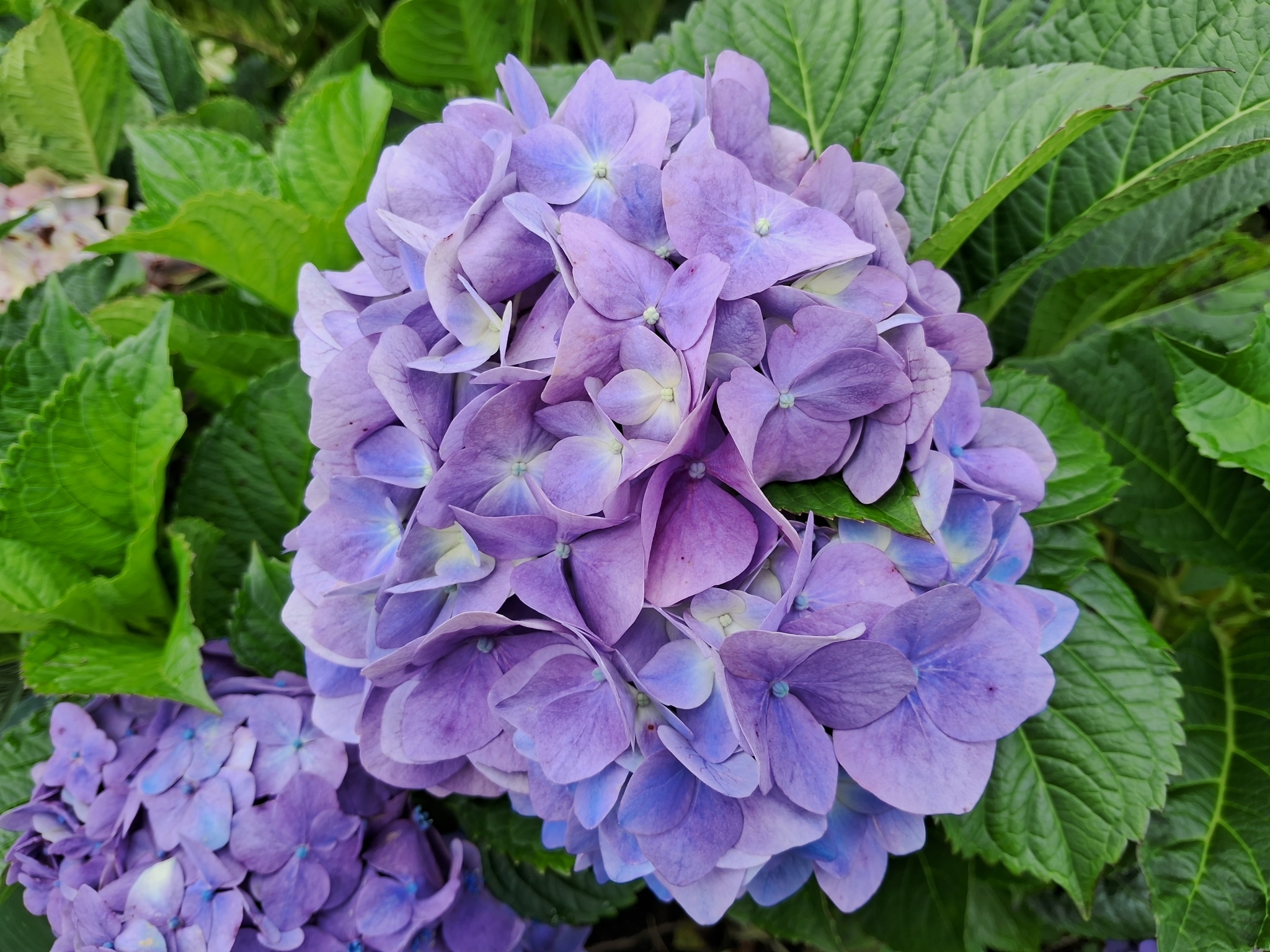 Imagem de Hortênsia