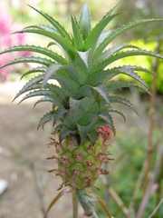 Ananas comosus microstachys
