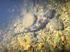 Gobiomorphus cotidianus