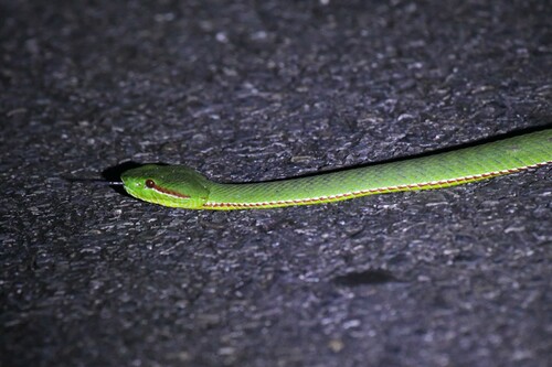 Lanna Green Pitviper