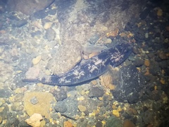 Gobiomorphus cotidianus
