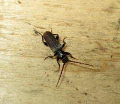 Tetropium castaneum