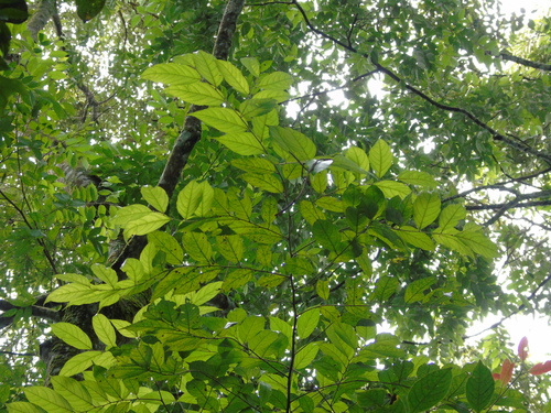 Styrax benzoin iNat (3)