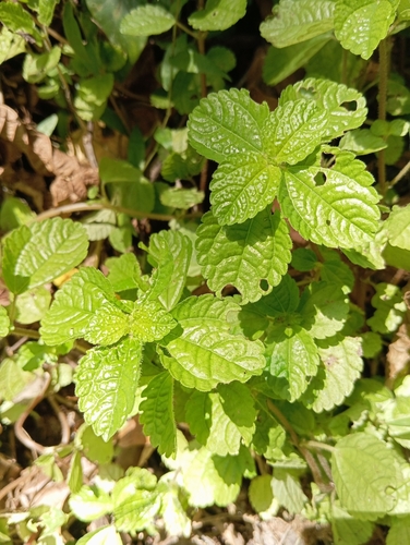 Foto de Dinheiro em penca