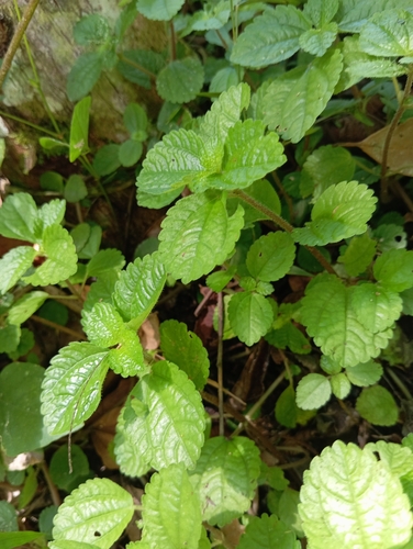 Foto de Dinheiro em penca