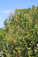 Apodytes abbottii