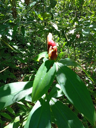Foto de Cana-do-brejo