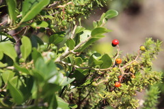 Apodytes abbottii