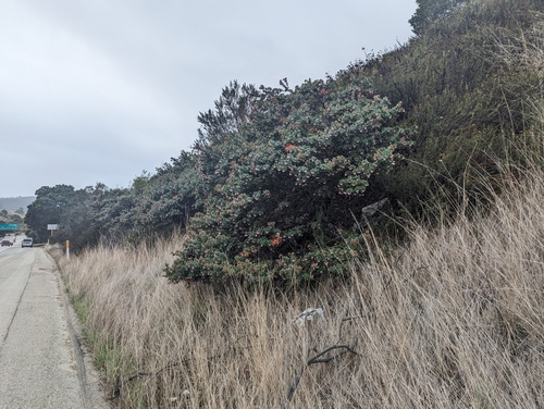 Image of Arctostaphylos pajaroensis by (c) Alexander Wentworth, some rights reserved (CC BY)