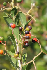 Apodytes abbottii