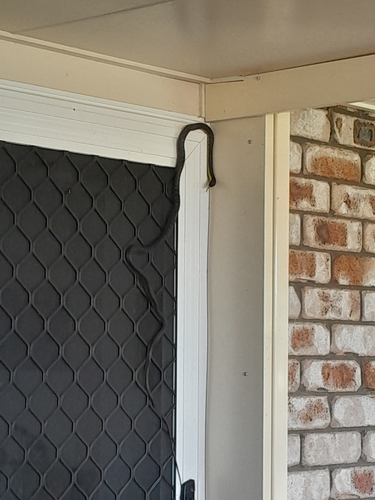 Common Tree Snake sighting