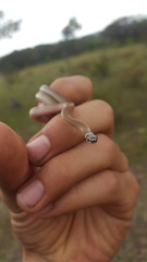Tantilla