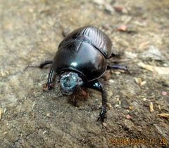 Geotrupes baicalicus