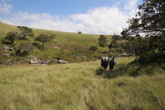 Leucadendron pondoense