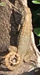 Leiocephalus carinatus