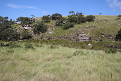 Leucadendron pondoense