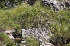 Leucadendron pondoense
