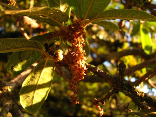 Quercus mexicana, photograph 6