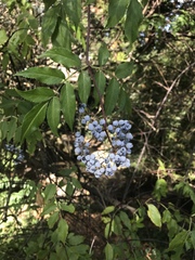 Sambucus cerulea