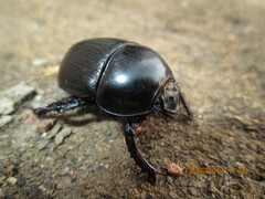 Geotrupes baicalicus