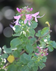 Syncolostemon rotundifolius