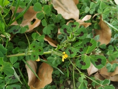 Medicago arabica