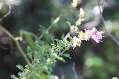 Syncolostemon rotundifolius