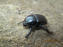 Geotrupes baicalicus