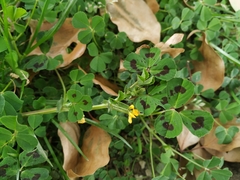 Medicago arabica