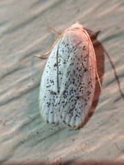 Durrantia piperatella