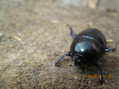 Geotrupes baicalicus