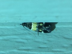 Triclonella determinatella