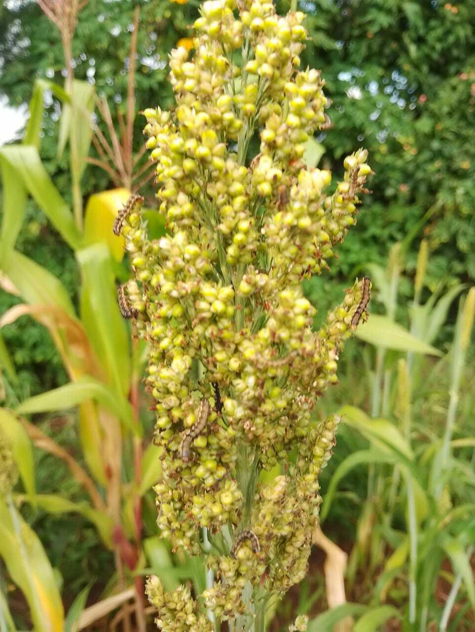 Imagem de Sorgo