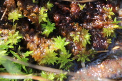 Subsecunda