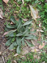 Plantago lanceolata