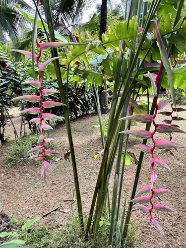 Heliconia chartacea