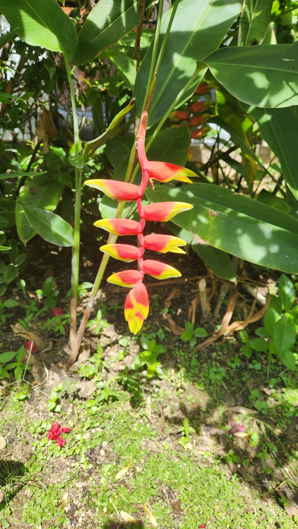 Imagem de Bananeira-de-jardim