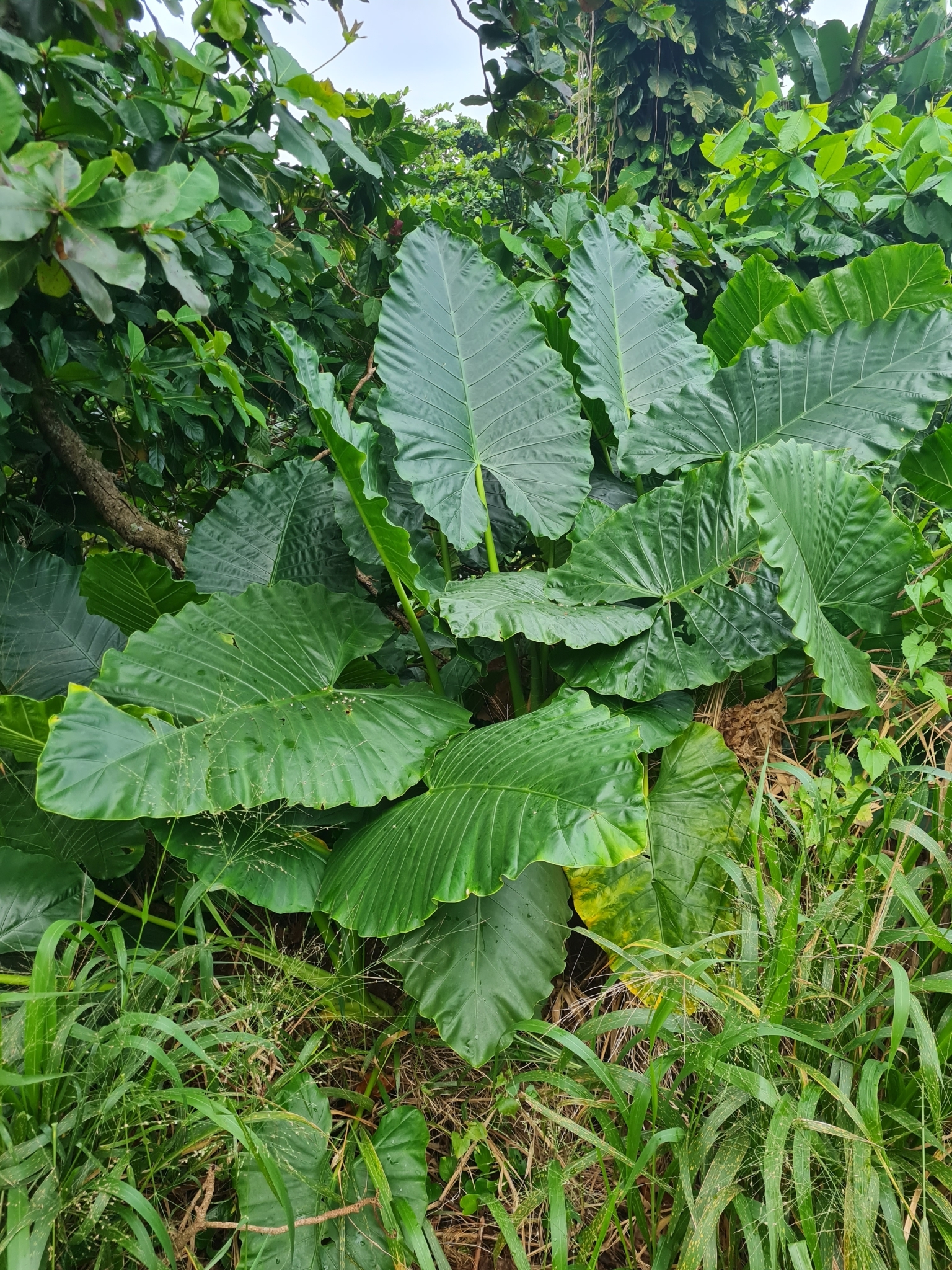 Imagem de Orelha de elefante