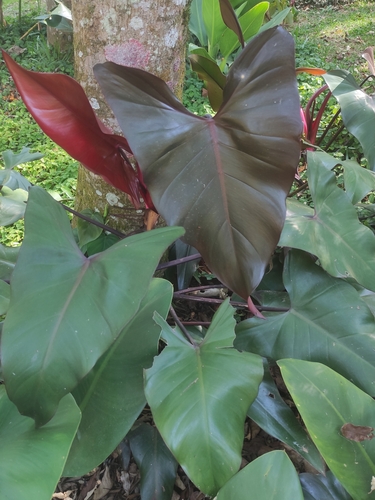 Foto de Burgundy