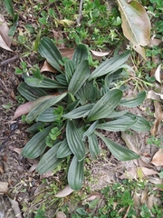 Plantago lanceolata
