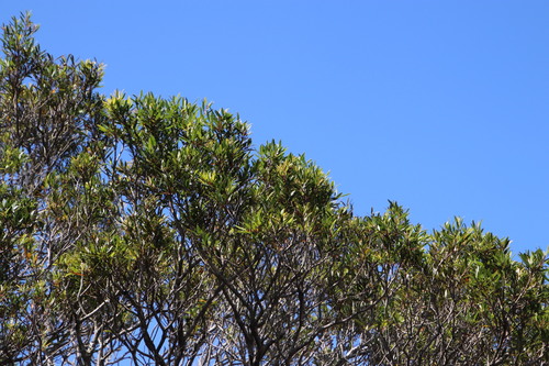 Syzygium pondoense, photograph 4