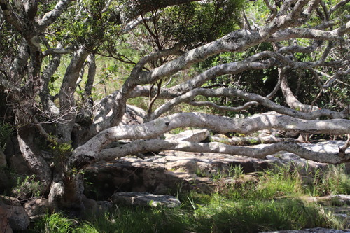 Syzygium pondoense, photograph 5