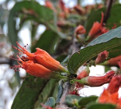 Woodfordia fruticosa