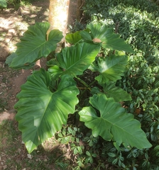 author not stated, no rights reserved Philodendron subincisum, photograph author not stated, no rights reserved
