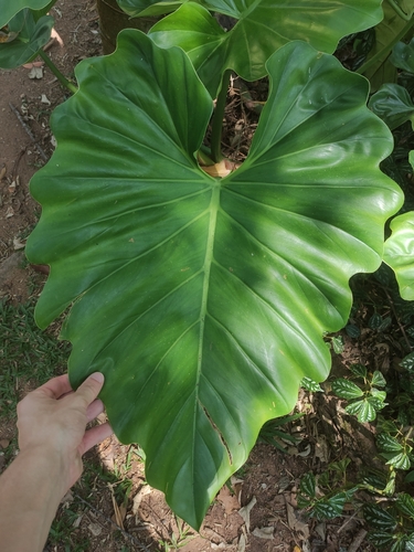 Philodendron subincisum, photograph 3