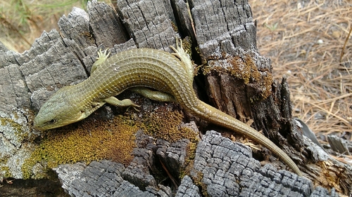 Transvolcanic Alligator Lizard
