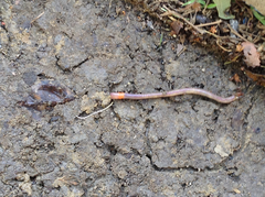 Lumbricus terrestris
