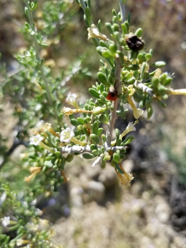 Water jacket (Lycium andersonii)